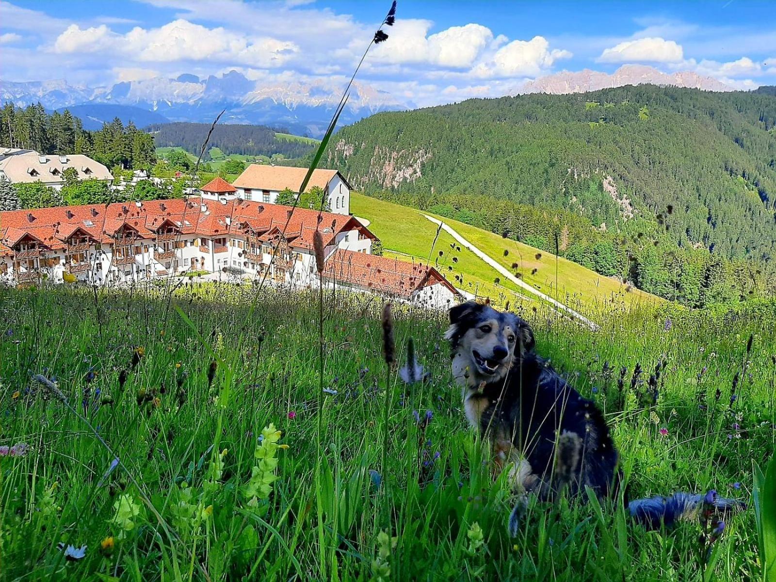 Gasthof Schmiederalm Альдино Экстерьер фото